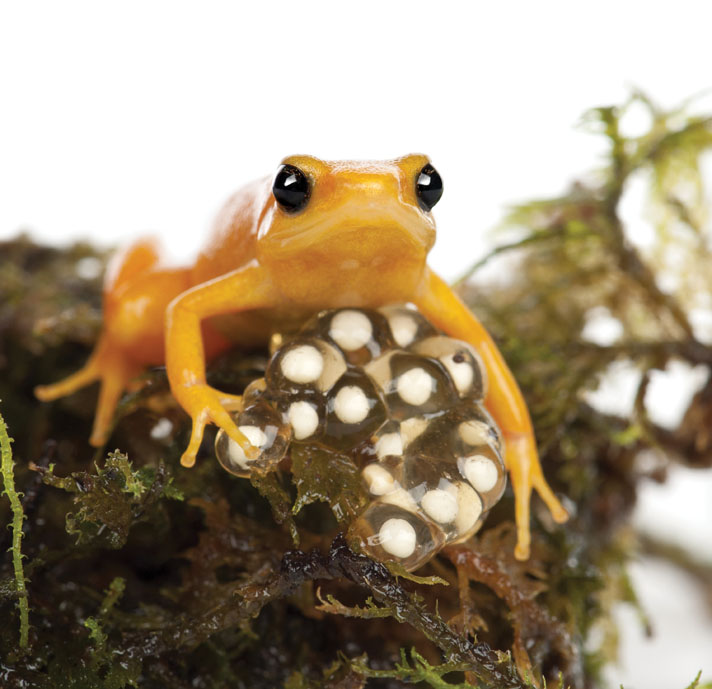 golden mantella frog