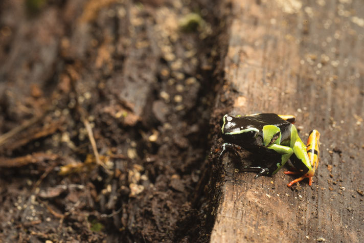 Painted mantella