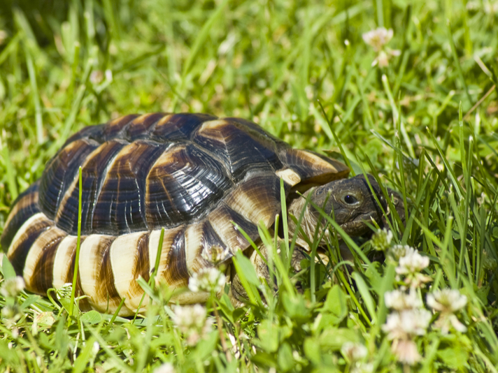 hermann tortoise fully grown