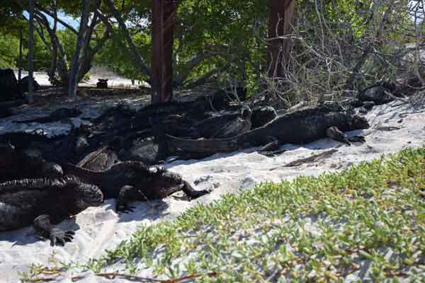 Marine Iguana at the Galapagos islands