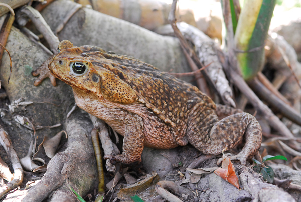 marine toad