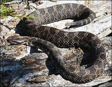 Eastern massasauga rattlesnake