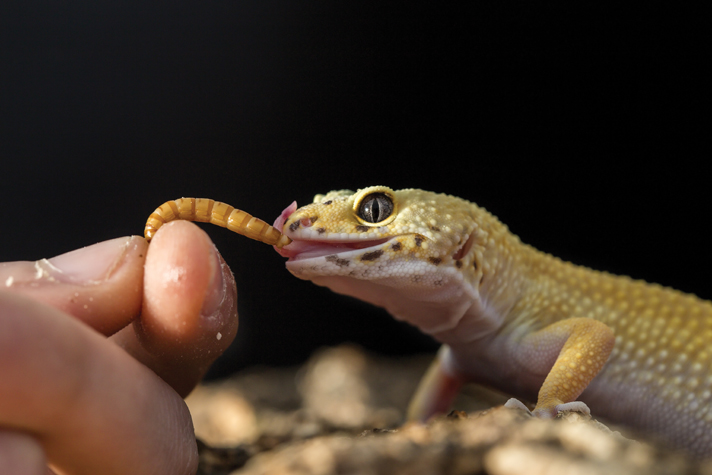 Raise Mealworms At Home For Fishing Bait Part 1 