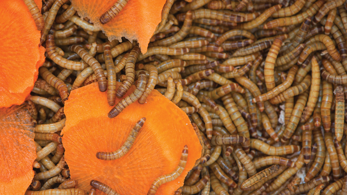 gut loading mealworms