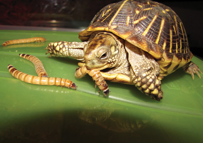 turtle eating mealworm
