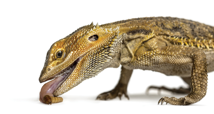 bearded dragon eating a mealworm