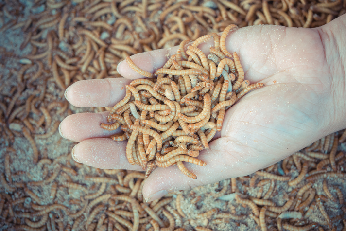 mealworms