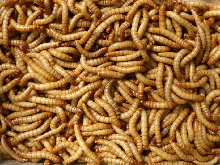 mealworms are a popular food for many reptiles.