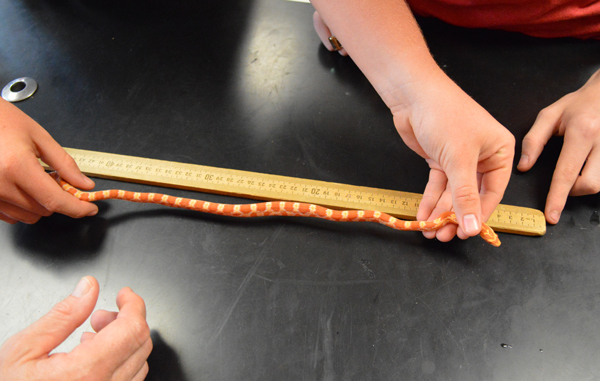 measuring corn snake