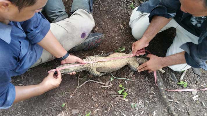 measuring a komodo dragon