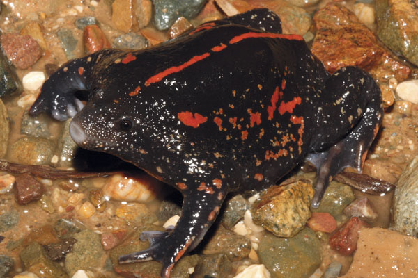 Mexican burrowing toad