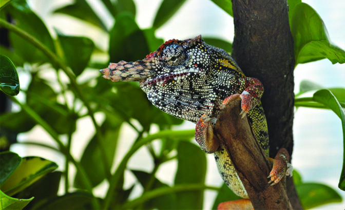 Have you seen a chameleon in real life? – From Jane M. Mason