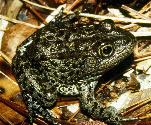 Mississippi gopher frog