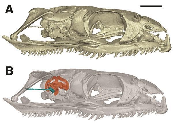 modern snake skull