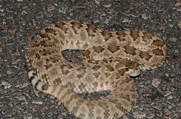 Mojave Rattlesnake