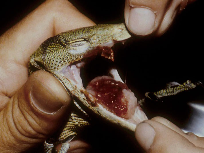 monitor lizard with cancer