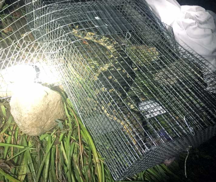 Monitor lizard captured in Yorkville, Ill