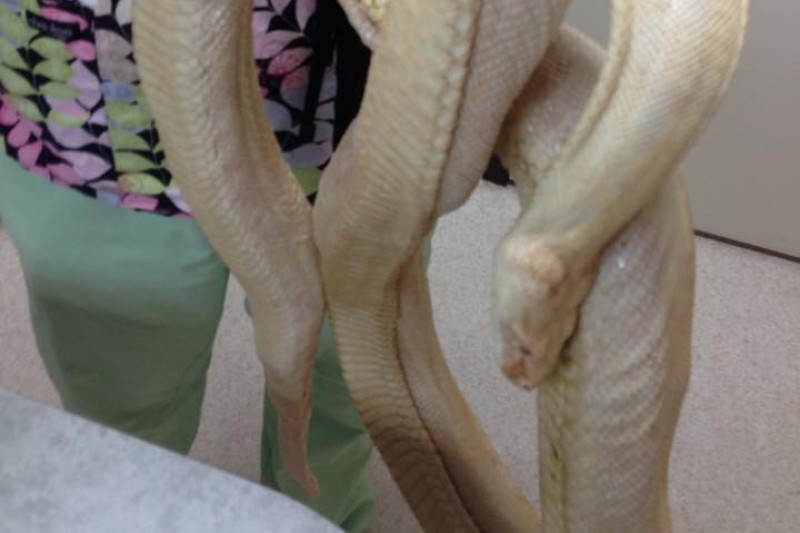 Moon the boa constrictor