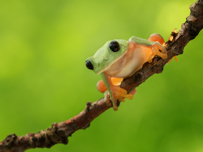 Morelet's treefrog