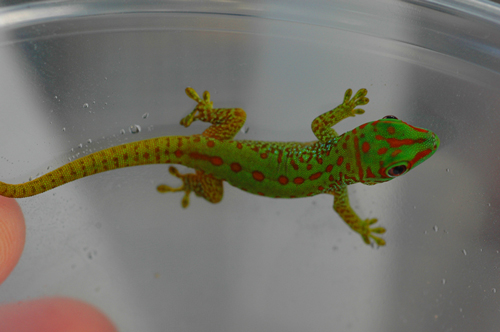 day gecko morph