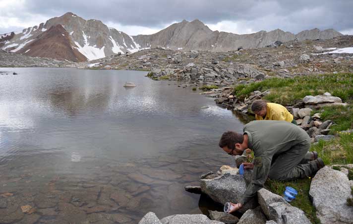 mountain yellow legged frogs released