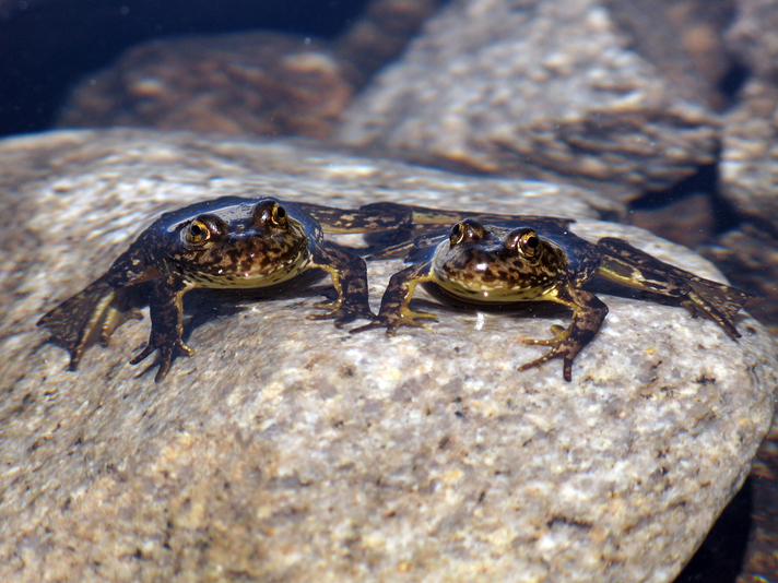 mountain yellow legged frog