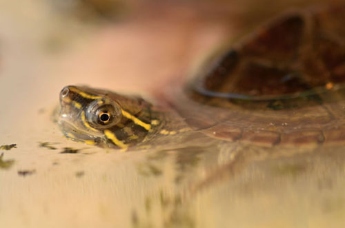 common musk turtle