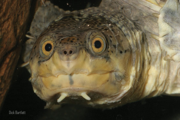 narrow-bridged musk turtle
