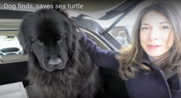 Newfoundland dog saves sea turtle