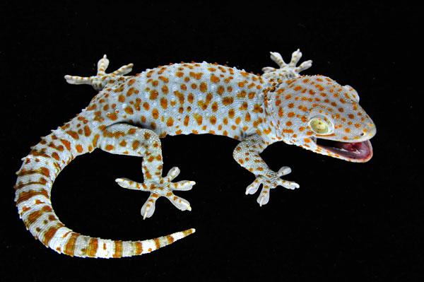 Normal tokay gecko