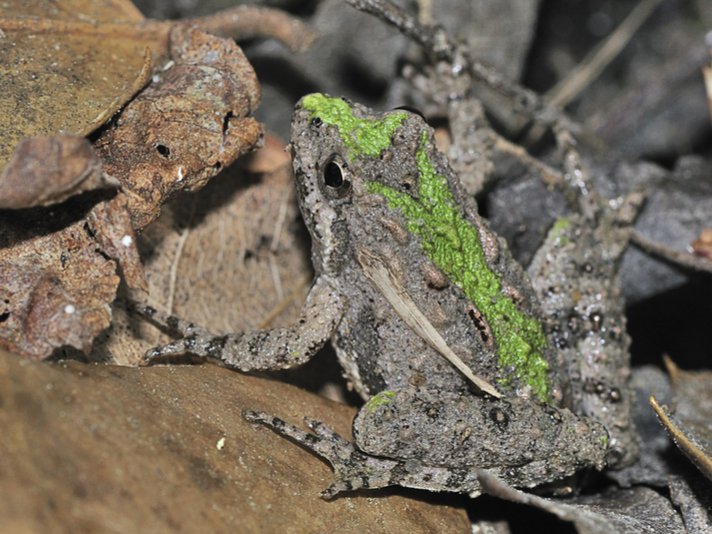 northern cricket frog