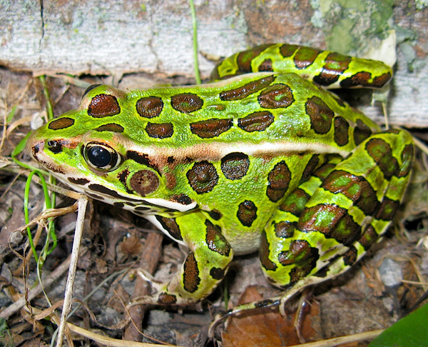 The Northern leopard Frog is a very colorful frog