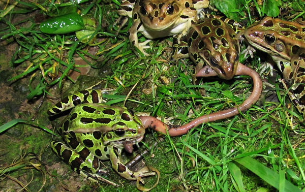 northern leopard frog life cycle