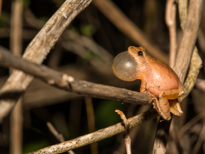 northern spring peeper