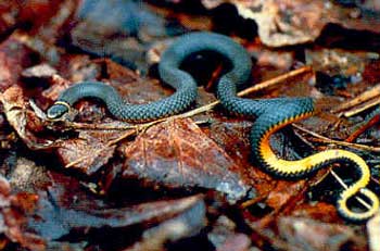 northern ringneck snake