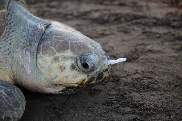 Olive ridley turtle with fork in nose