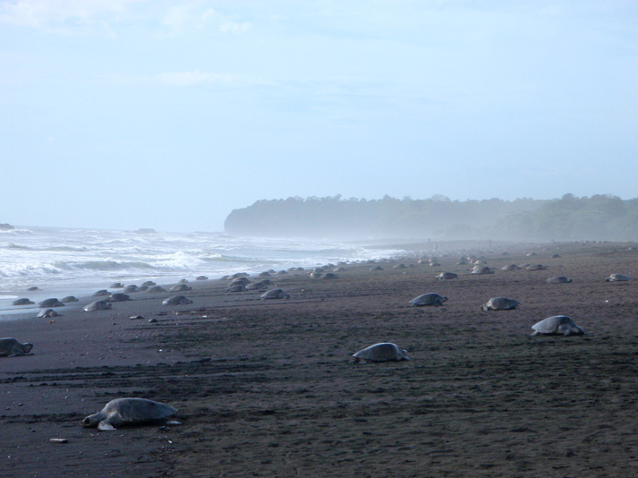 Olive ridley sea turtles in Costa Rica