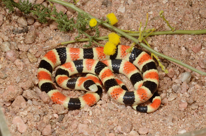 Organ pipe shovel nose snake