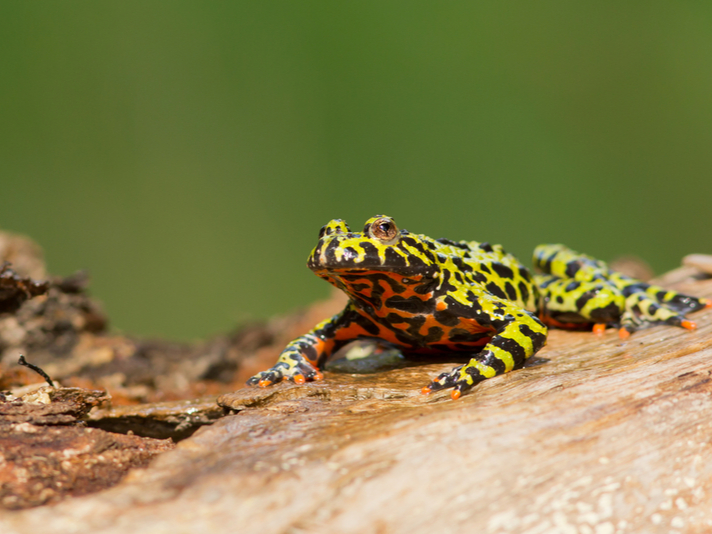 Oriental fire bellied toad