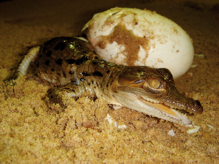 Orinoco crocodile hatchlings