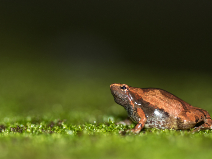 Ornate narrow-mouthed frog