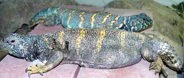 egyptian uromastyx