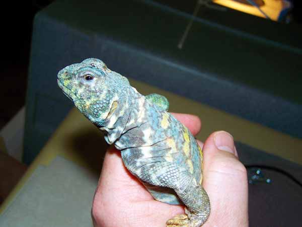 Help!! My uro is eating the crushed walnut shells when he has a whole plate  of food what do I do? : r/reptiles