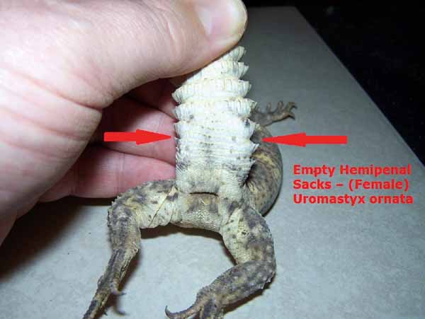 ornate uromastyx