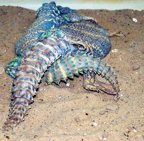 ornate uromastyx