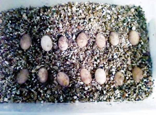 ornate uromastyx eggs