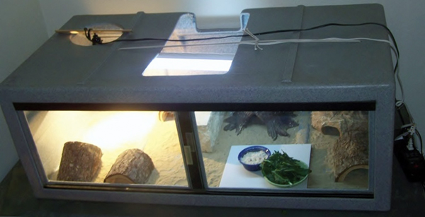 uromastyx enclosure