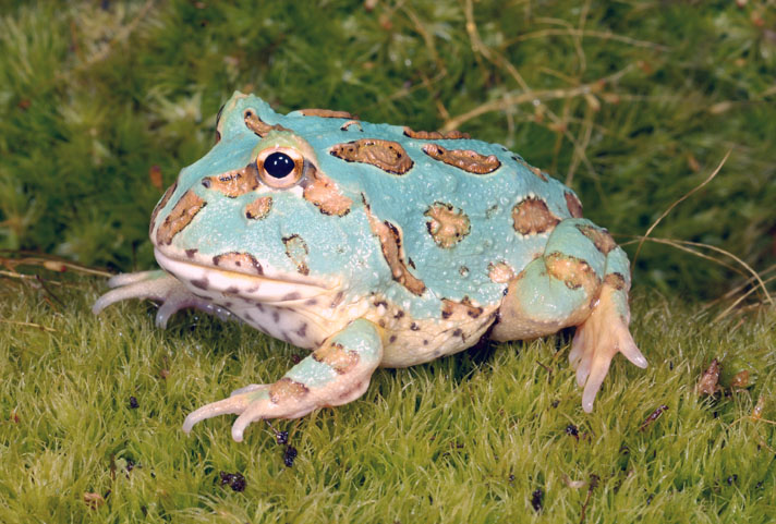 Albino pacman deals frog care