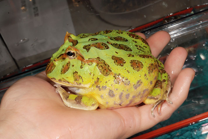 Pac-Man Frog Care And Information Reptiles Magazine