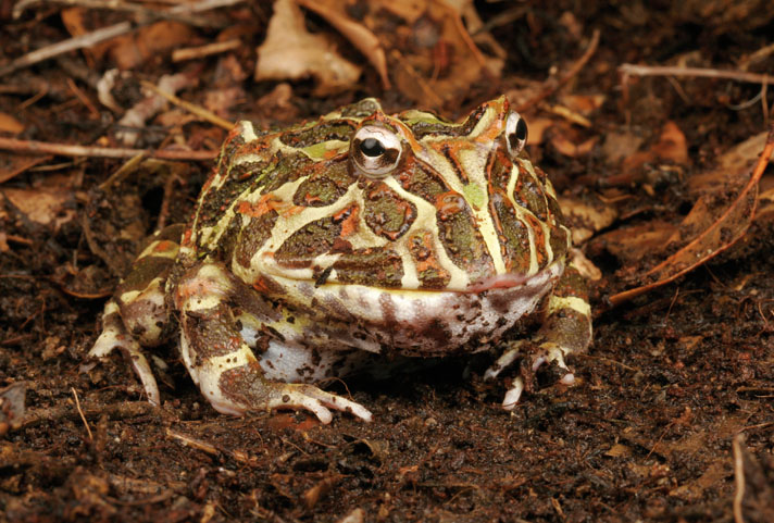 The pac-man frog will eat almost any animal it can fit in its mouth.